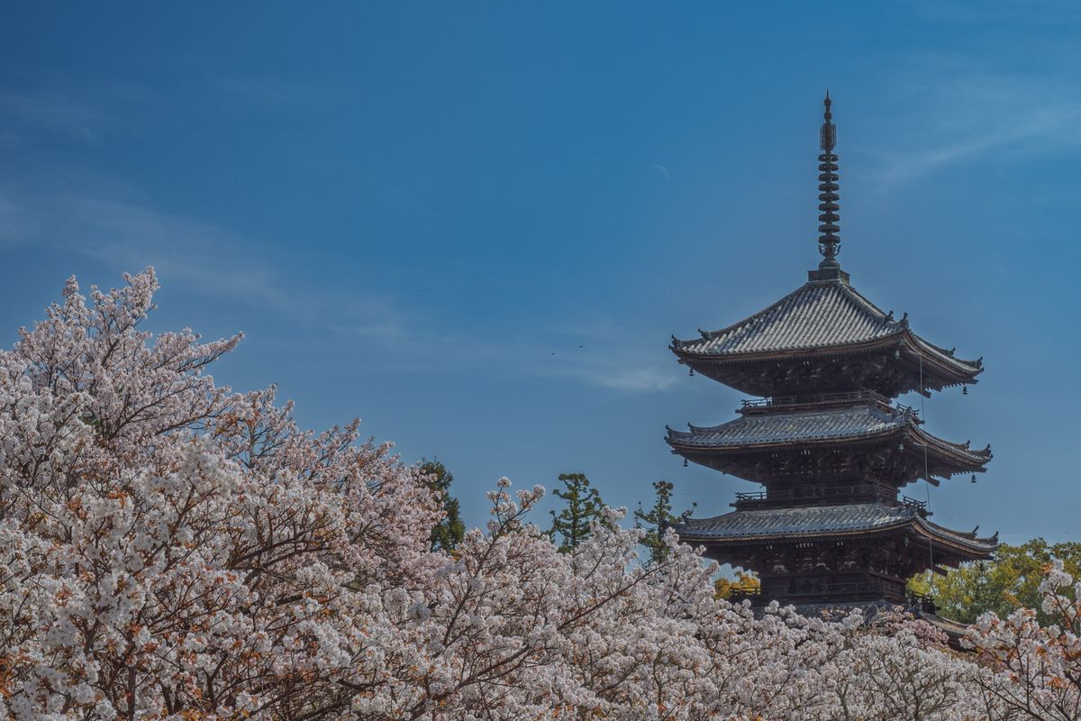 仁和寺の桜越しに望む五重塔